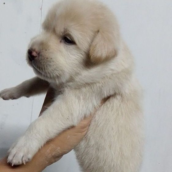 ลาบาดอผสมโกเด้น รูปที่ 4