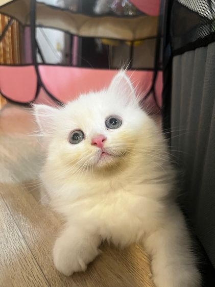 แมวเปอร์เซียสีขาว