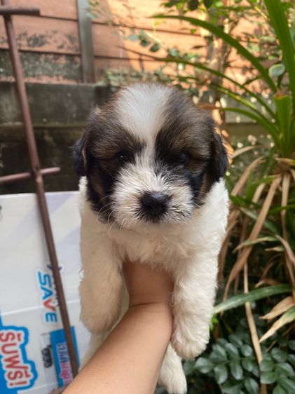 ชิสุผสมพุดเดิ้ล เด็กหญิง รูปที่ 2