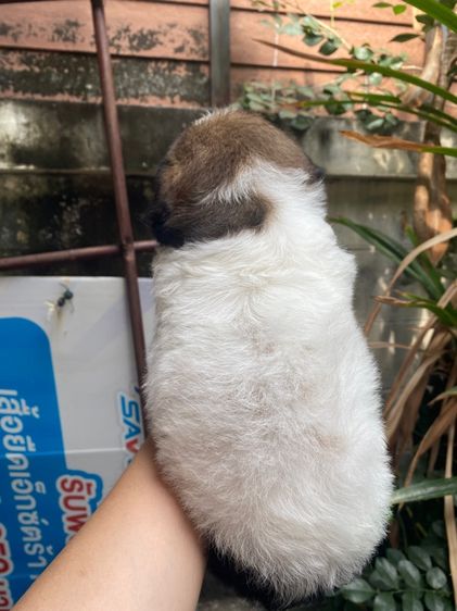 ชิสุผสมพุดเดิ้ล เด็กหญิง รูปที่ 4