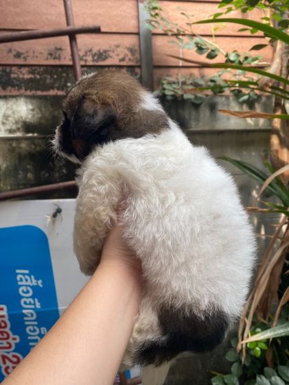 ชิสุผสมพุดเดิ้ล เด็กหญิง รูปที่ 3