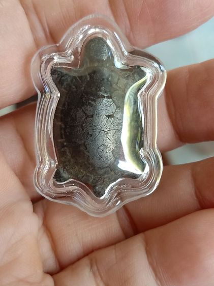 เต่าเก่า ไม่ทราบที่ เลี่ยม รูปที่ 5