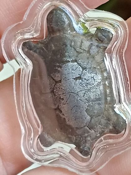 เต่าเก่า ไม่ทราบที่ เลี่ยม รูปที่ 8