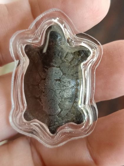 เต่าเก่า ไม่ทราบที่ เลี่ยม รูปที่ 4