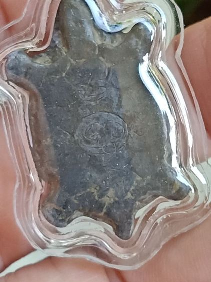 เต่าเก่า ไม่ทราบที่ เลี่ยม รูปที่ 9