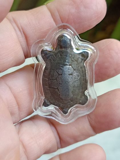 เต่าเก่า ไม่ทราบที่ เลี่ยม รูปที่ 3