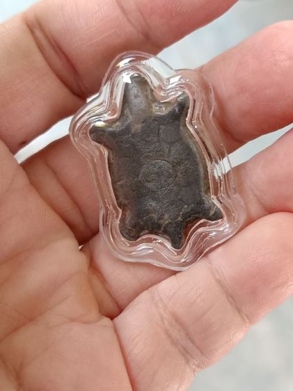 เต่าเก่า ไม่ทราบที่ เลี่ยม รูปที่ 13