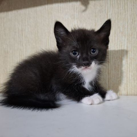 เปอร์เซีย (Persian) ลูกแมวครึ่งเปอร์เซียกับบริติช