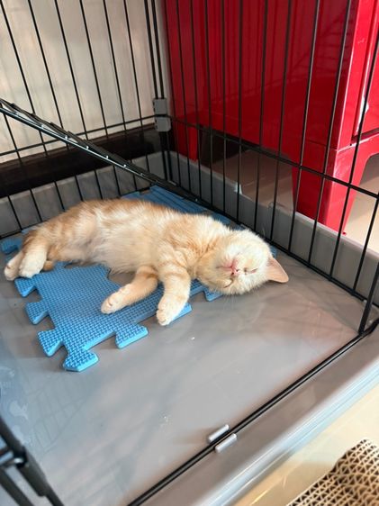 ย้ายบ้านให้น้องแมว รูปที่ 7