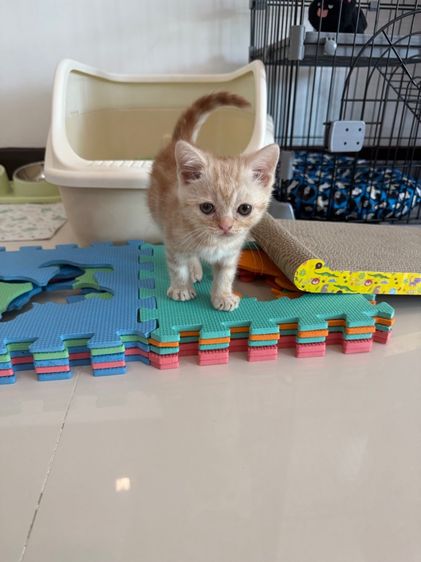 ย้ายบ้านให้น้องแมว รูปที่ 8