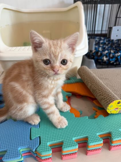 ย้ายบ้านให้น้องแมว รูปที่ 6