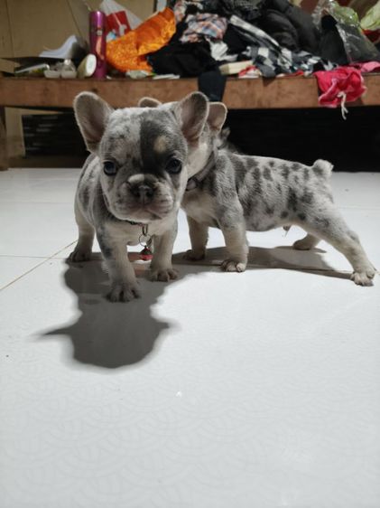 ลูกสุนัขเฟรนบลูด๊อก รูปที่ 4