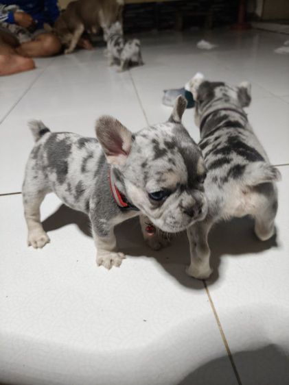 ลูกสุนัขเฟรนบลูด๊อก รูปที่ 3