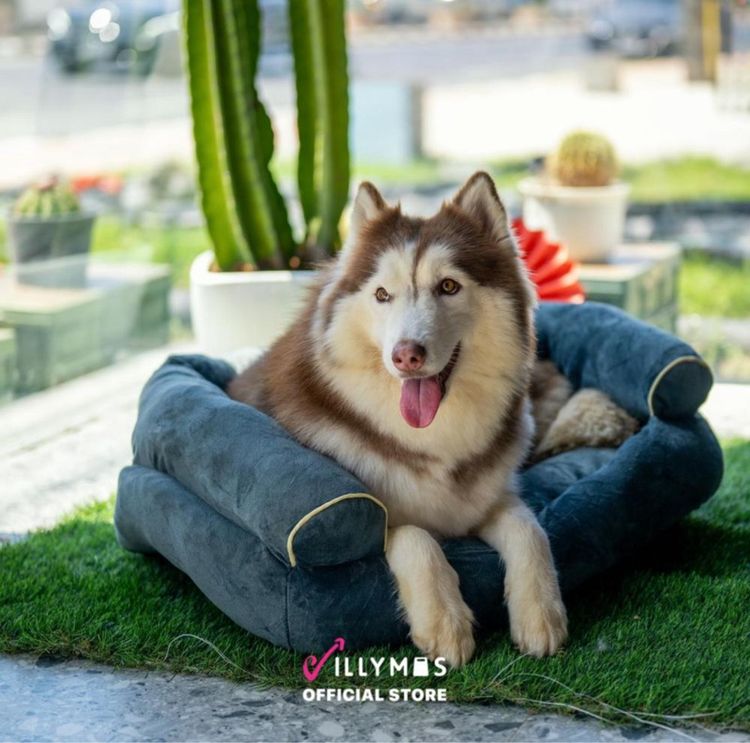 ปิดร้าน ที่นอนสุนัขและแมว ใหม่ 100 เปอร์เซ็นต์ ราคาส่ง ขั้นต่ำ 100 ชิ้น รูปที่ 6