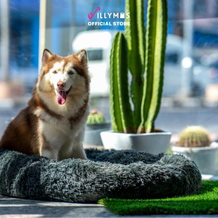 ปิดร้าน ที่นอนสุนัขและแมว ใหม่ 100 เปอร์เซ็นต์ ราคาส่ง ขั้นต่ำ 100 ชิ้น รูปที่ 5