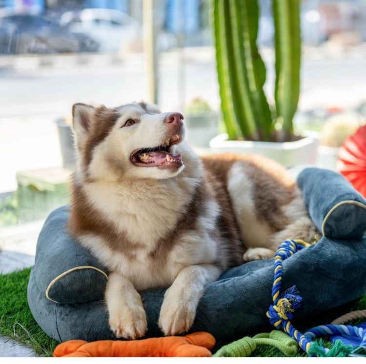 ปิดร้าน ที่นอนสุนัขและแมว ใหม่ 100 เปอร์เซ็นต์ ราคาส่ง ขั้นต่ำ 100 ชิ้น รูปที่ 7