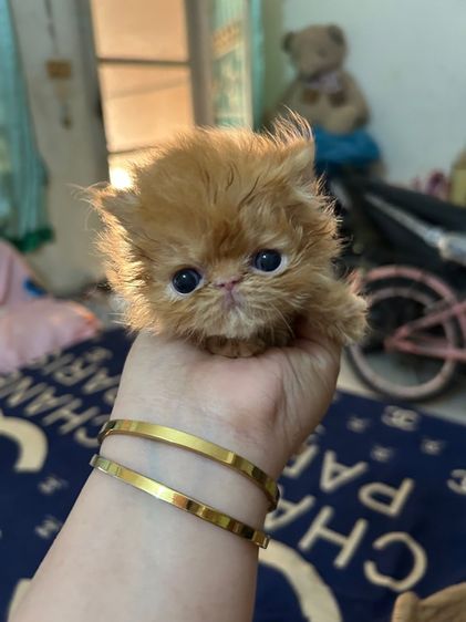 เปิดจองลูกแมวเอ็กโซติกLh รูปที่ 3