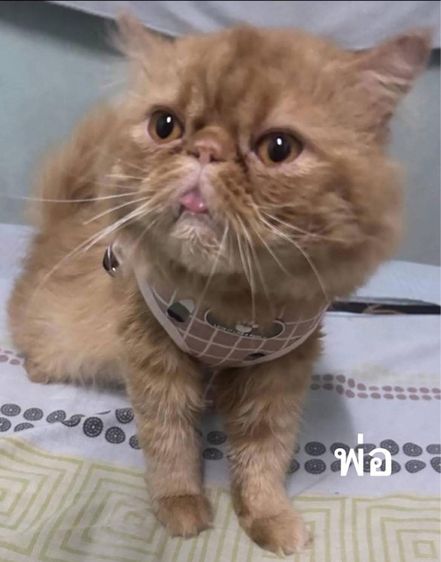 เปิดจองลูกแมวเอ็กโซติกLh รูปที่ 7