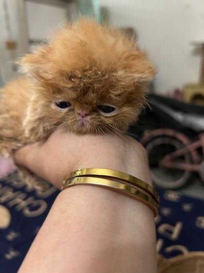 เปิดจองลูกแมวเอ็กโซติกLh รูปที่ 5