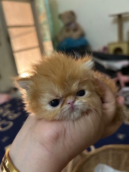 เปิดจองลูกแมวเอ็กโซติกLh