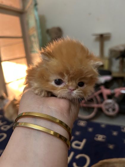 เปิดจองลูกแมวเอ็กโซติกLh รูปที่ 4