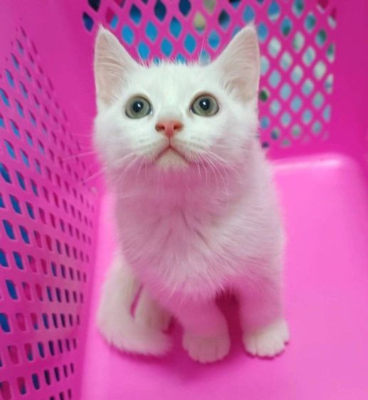 ขายแมวสก็อตติชโฟล์ รูปที่ 2