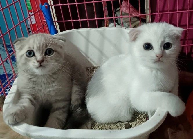 ขายแมวสก็อตติชโฟล์