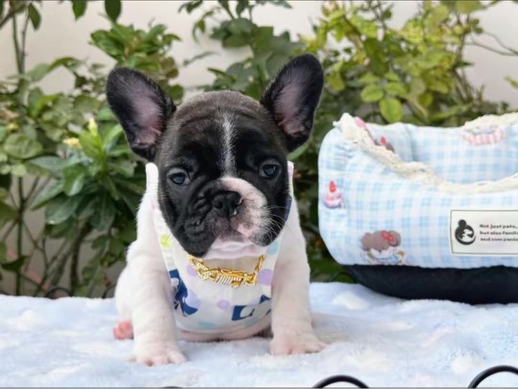 เฟรนบลูด็อก ชายลายวัว รูปที่ 9