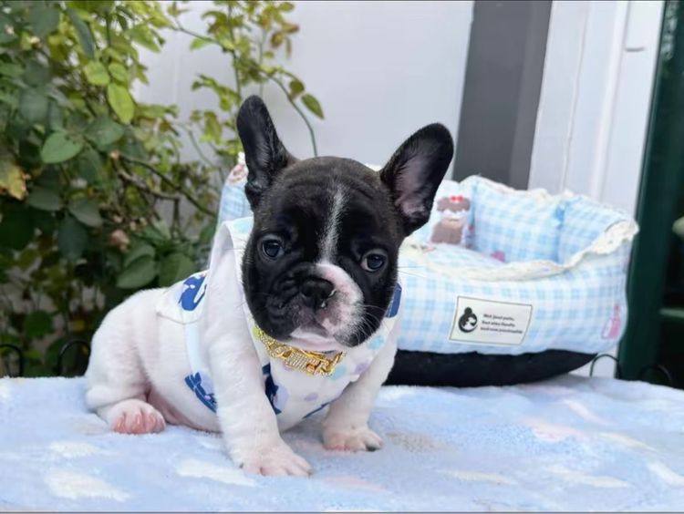 เฟรนบลูด็อก ชายลายวัว รูปที่ 10