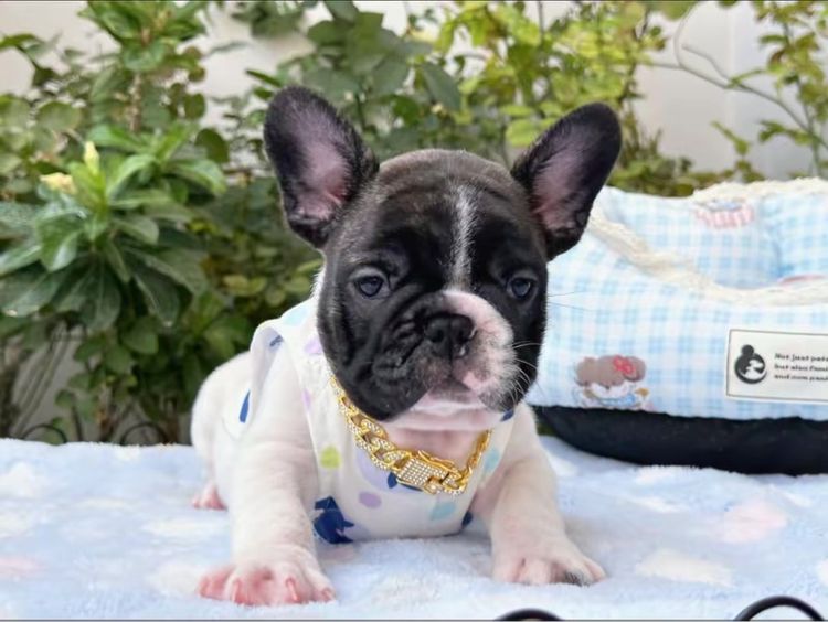 เฟรนบลูด็อก ชายลายวัว รูปที่ 2