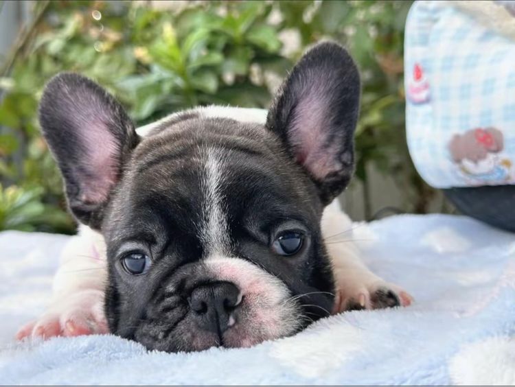 เฟรนบลูด็อก ชายลายวัว รูปที่ 3