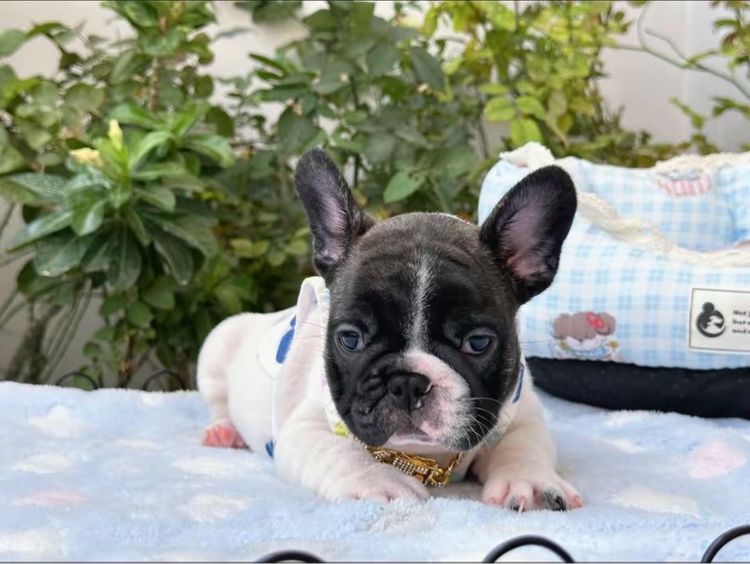 เฟรนบลูด็อก ชายลายวัว รูปที่ 4