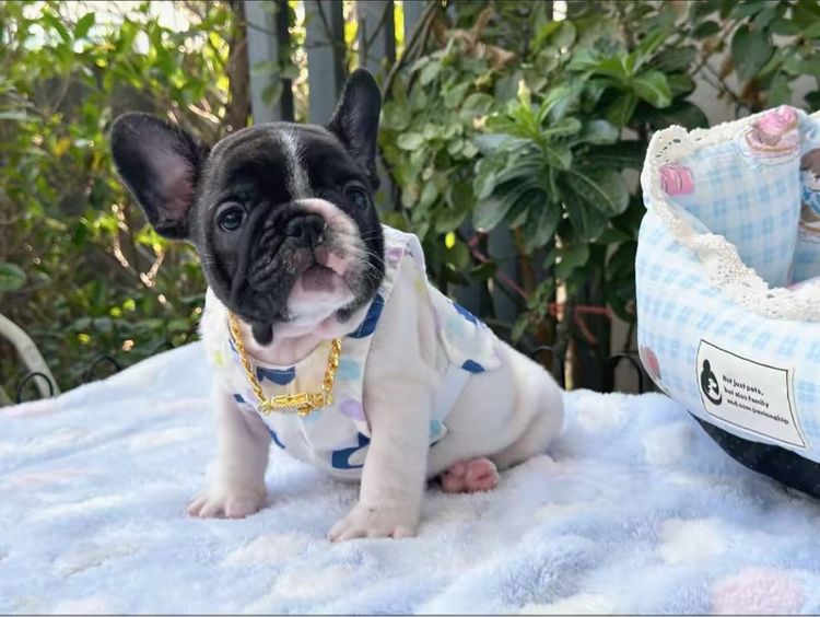 เฟรนบลูด็อก ชายลายวัว รูปที่ 5