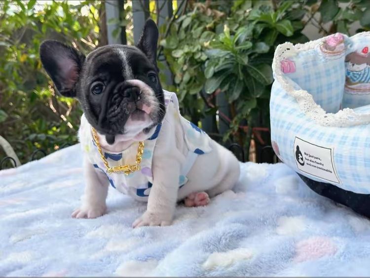 เฟรนบลูด็อก ชายลายวัว รูปที่ 11