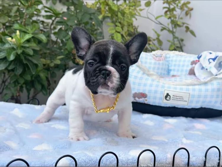 เฟรนบลูด็อก ชายลายวัว รูปที่ 13