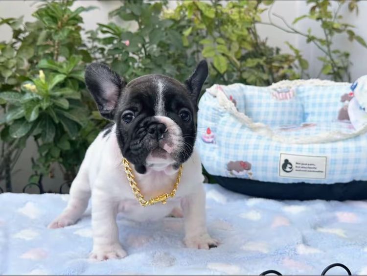 เฟรนบลูด็อก ชายลายวัว รูปที่ 12