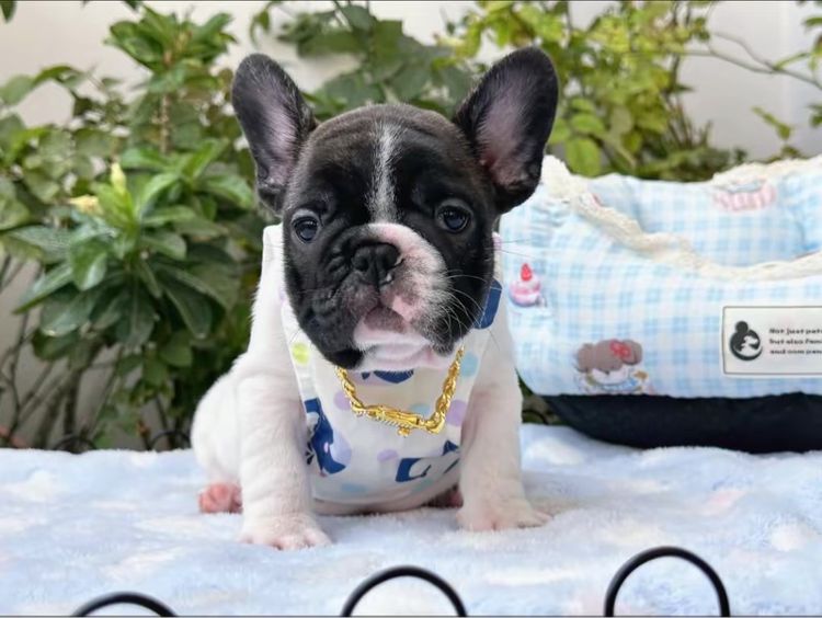 เฟรนบลูด็อก ชายลายวัว