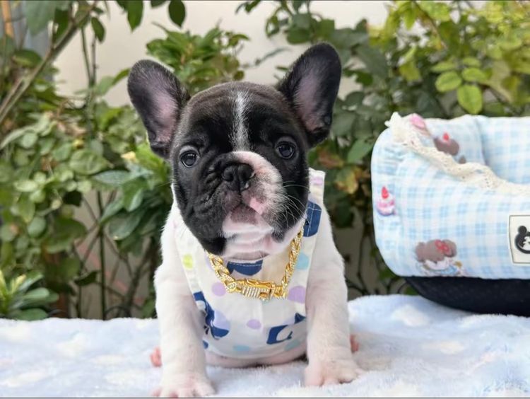 เฟรนบลูด็อก ชายลายวัว รูปที่ 6