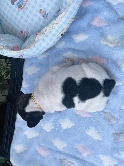 เฟรนบลูด็อก ชายลายวัว รูปที่ 15