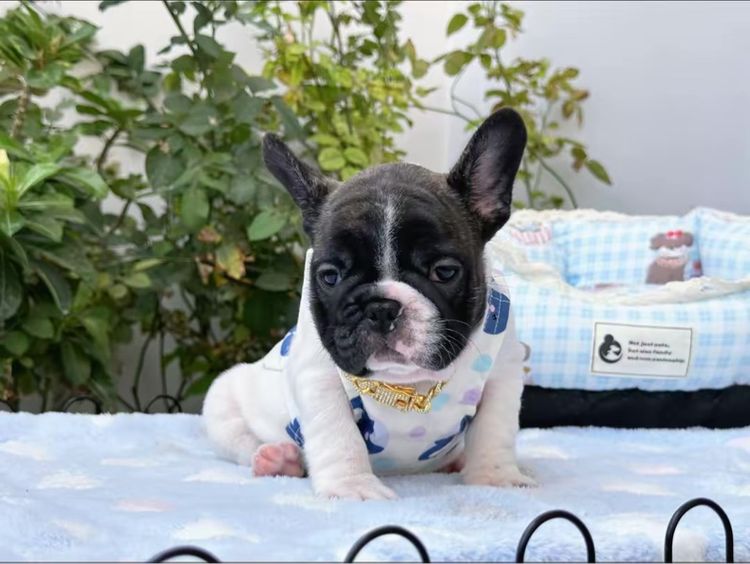 เฟรนบลูด็อก ชายลายวัว รูปที่ 8