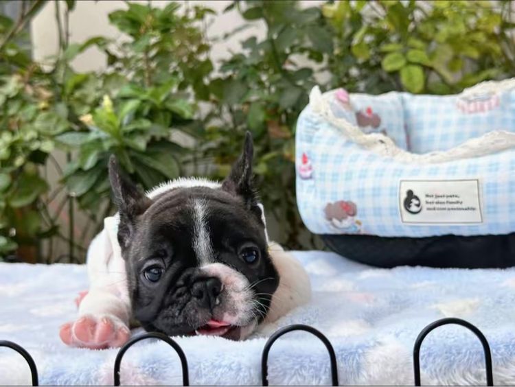 เฟรนบลูด็อก ชายลายวัว รูปที่ 14