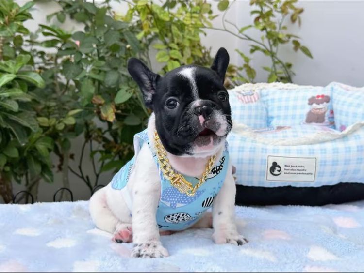 เฟรนบลูด็อก ชาย ลายวัว รูปที่ 4