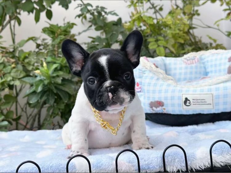 เฟรนบลูด็อก ชาย ลายวัว รูปที่ 12