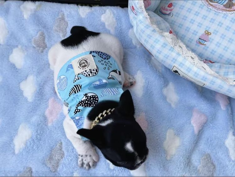 เฟรนบลูด็อก ชาย ลายวัว รูปที่ 15