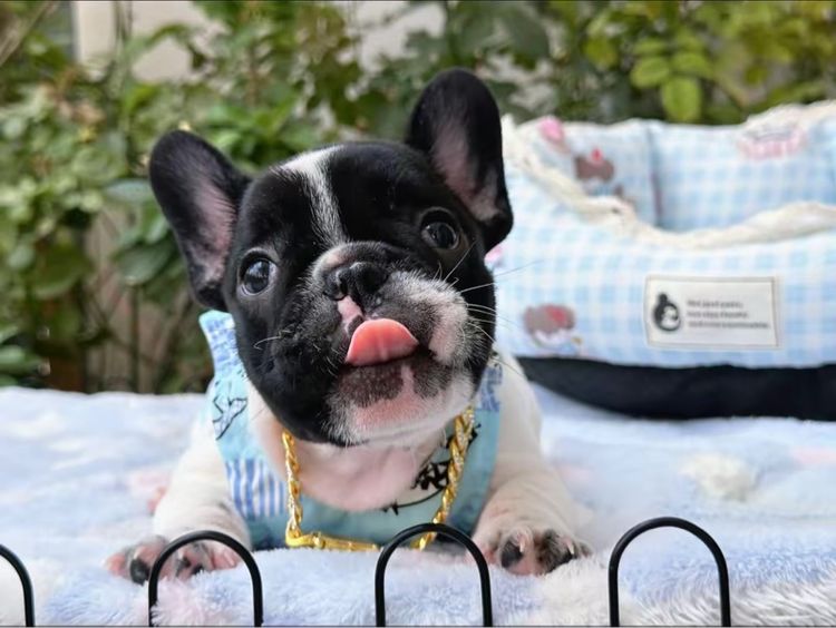 เฟรนบลูด็อก ชาย ลายวัว รูปที่ 2