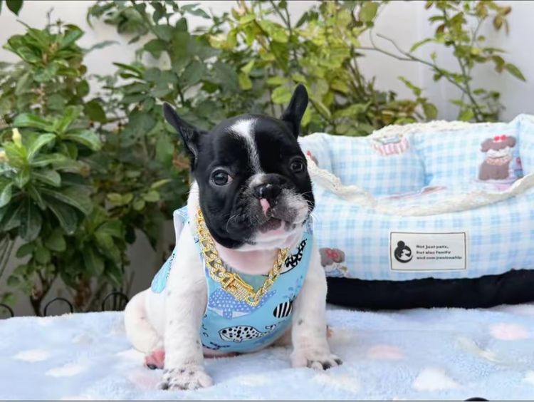 เฟรนบลูด็อก ชาย ลายวัว รูปที่ 11