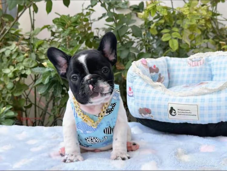 เฟรนบลูด็อก ชาย ลายวัว รูปที่ 8