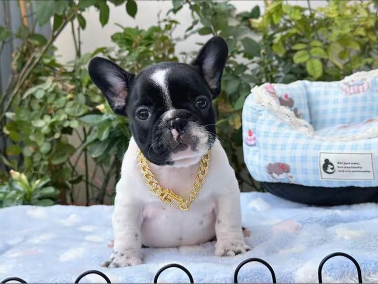 เฟรนบลูด็อก ชาย ลายวัว รูปที่ 14