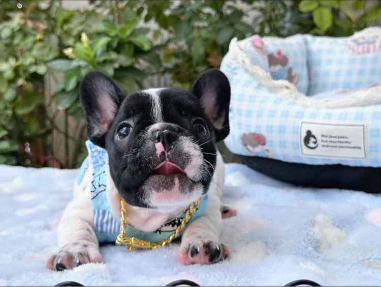 เฟรนบลูด็อก ชาย ลายวัว รูปที่ 10