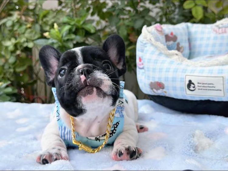 เฟรนบลูด็อก ชาย ลายวัว รูปที่ 3